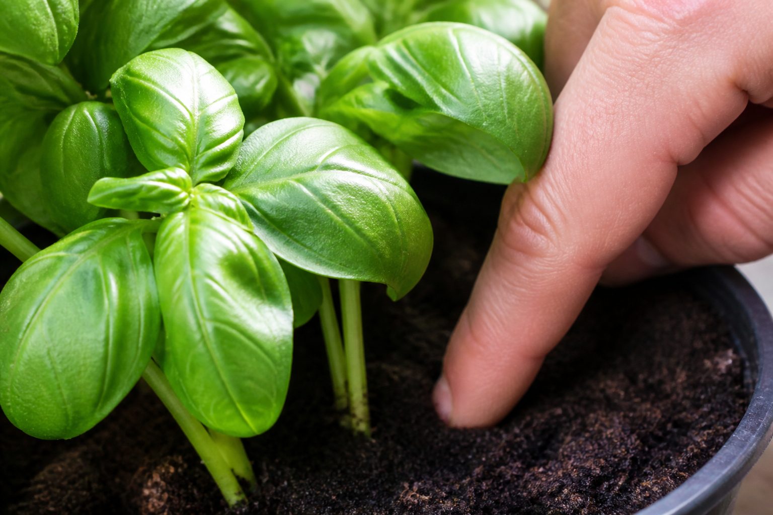 Planting method